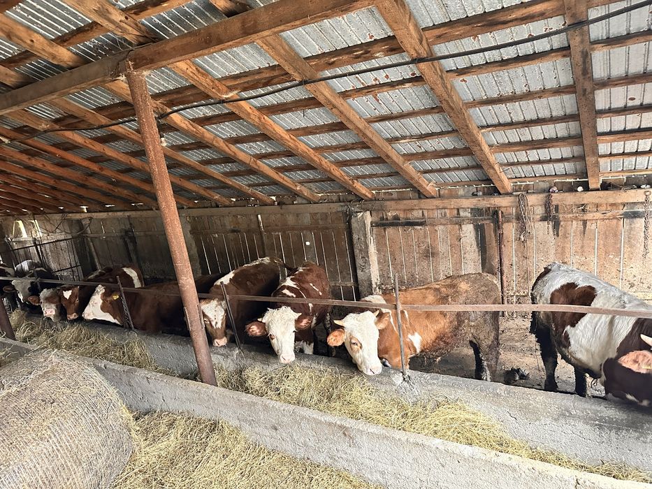 De vanzare 9 taurasi