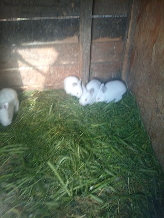 Vând iepuri rasa uriaș de transilvania