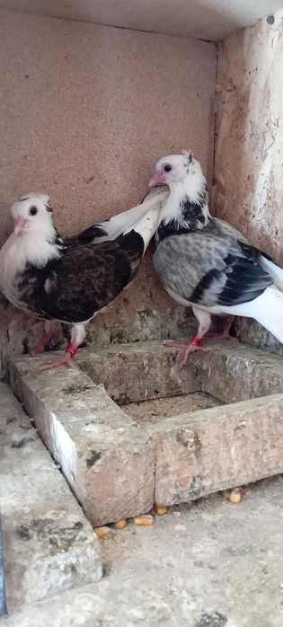 Vând porumbei jucători de Amara