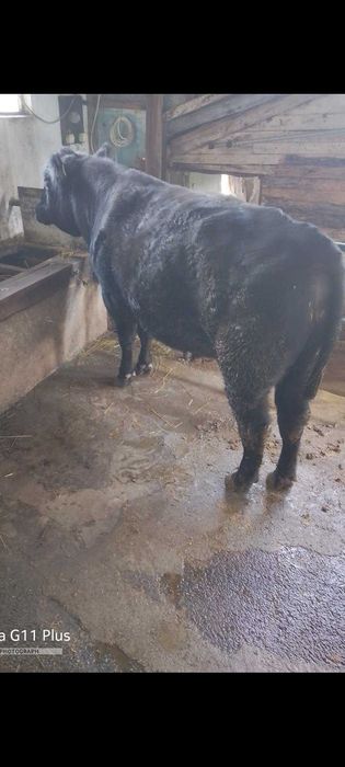 Продавам бик за разплод