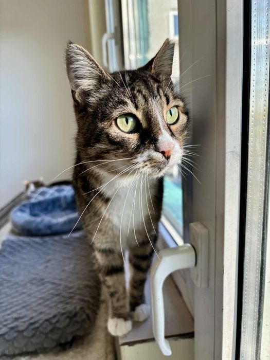 Котанка търси спешно дом или приемна грижа