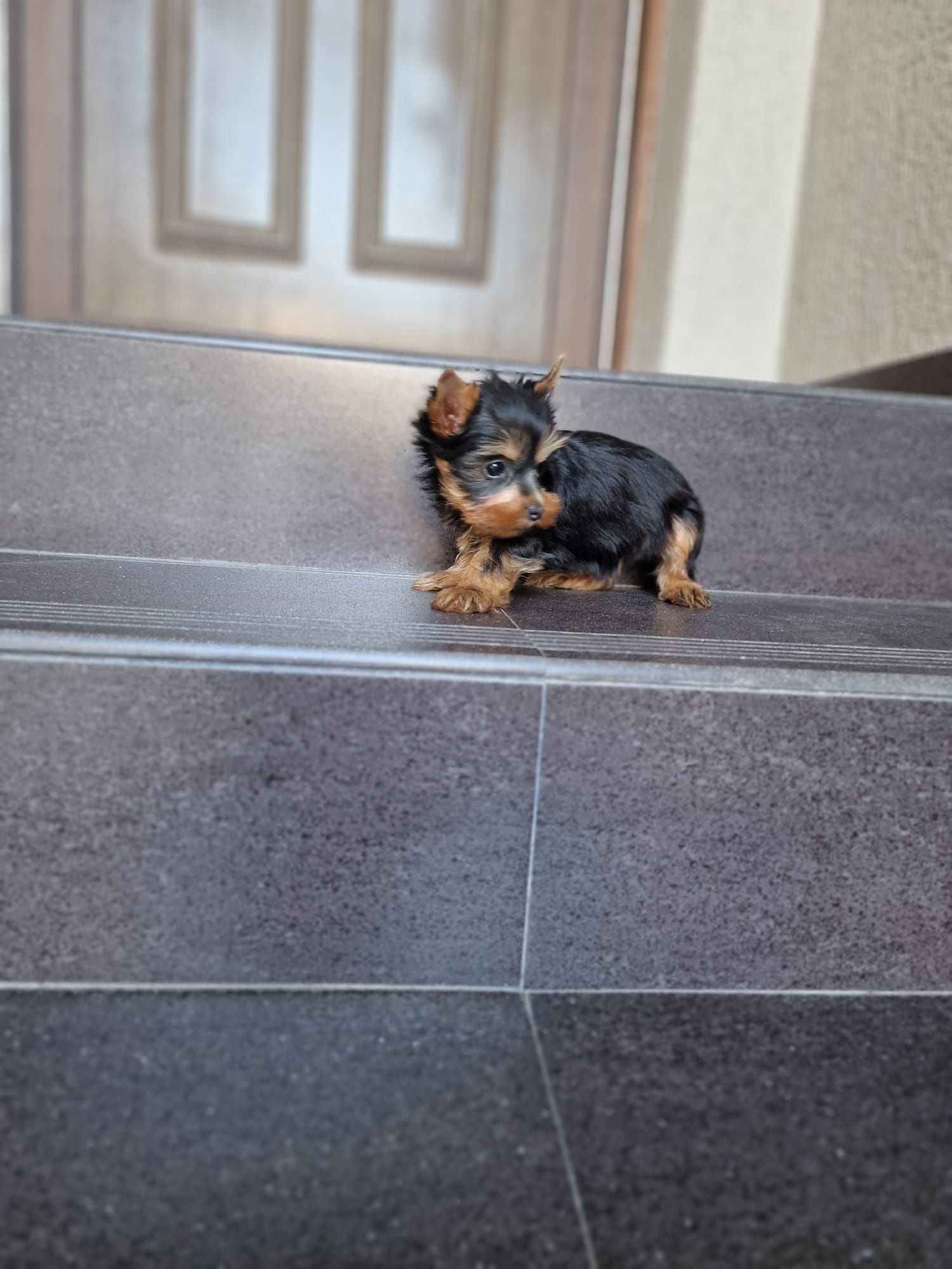 Yorkshire terrier mascul