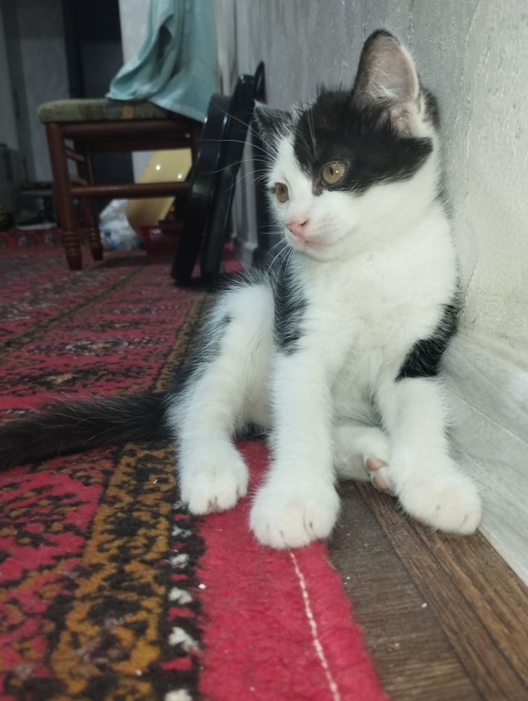 Muwuk hadyaga beriladi urganchdan