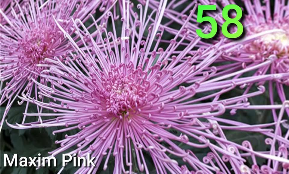 Хризантеми -7лв.бр.