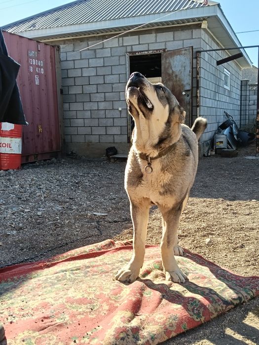 Продам щенка Алабая