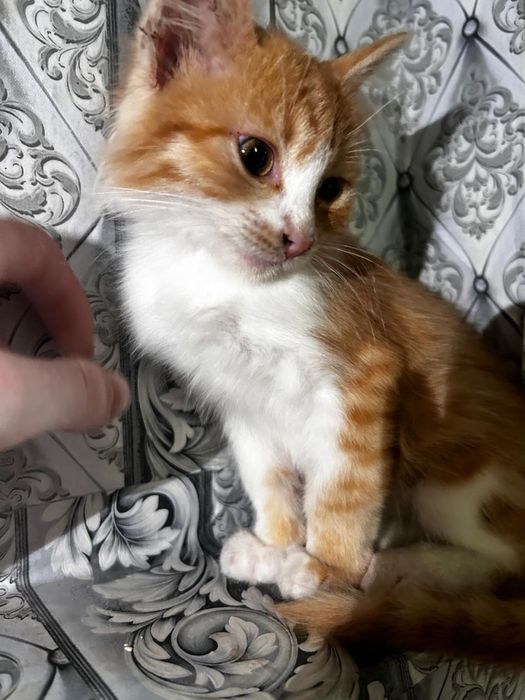 Отдам котенка в добрые руки