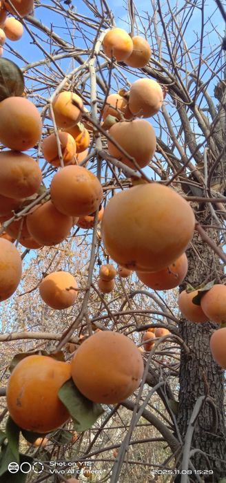 Продается хурма. Оптом. Свой огород.