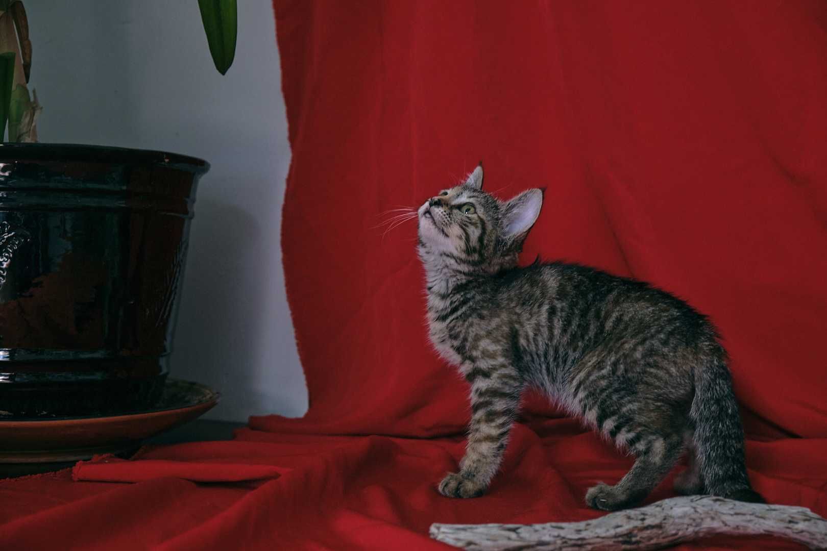 Котенок девочка 2,5 месяца