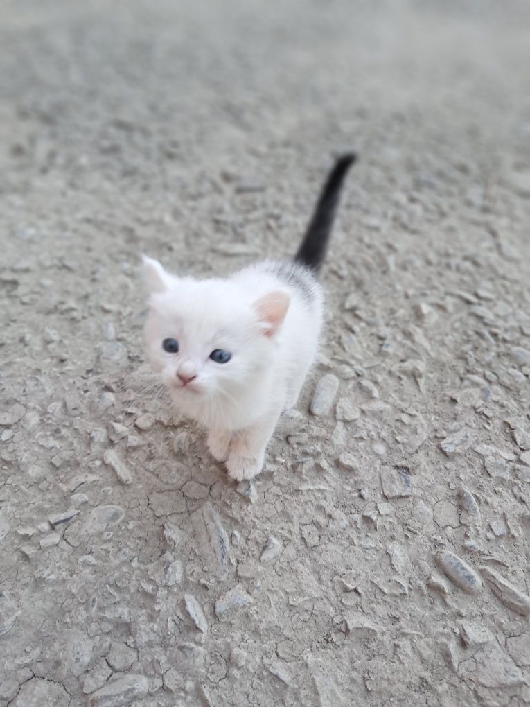 котенок 3 хорошие мыыылие