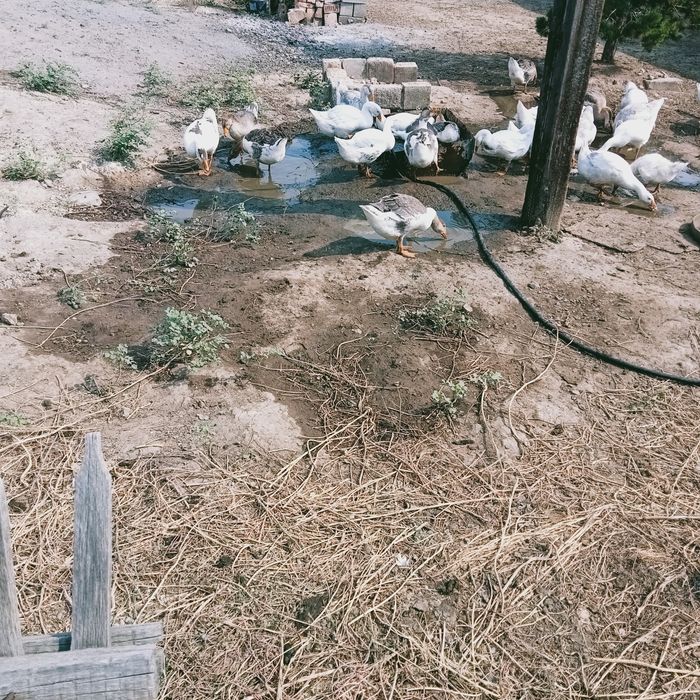 Продам гусей по 8000тт  не дорога торг уместин если всех забирёти тор