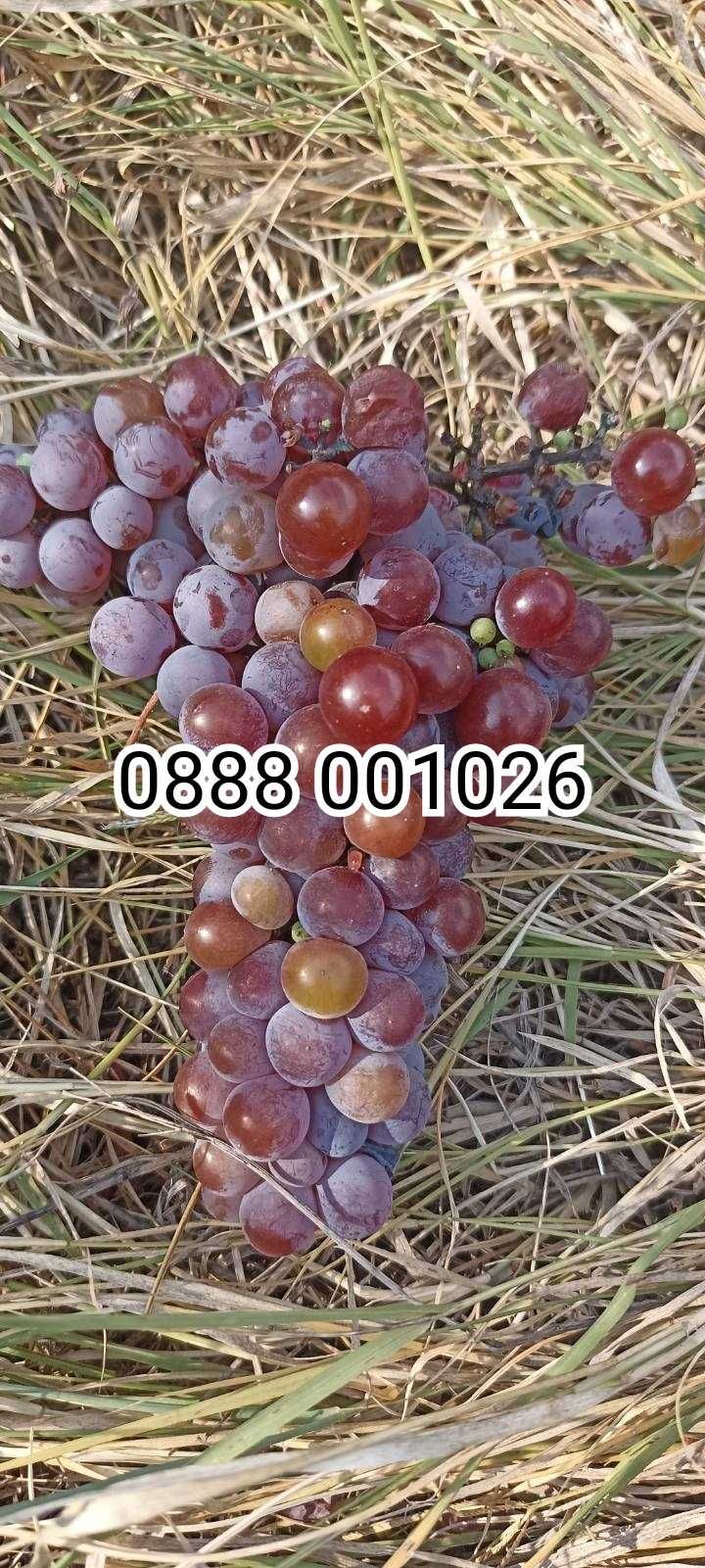 Грозде висока захарност