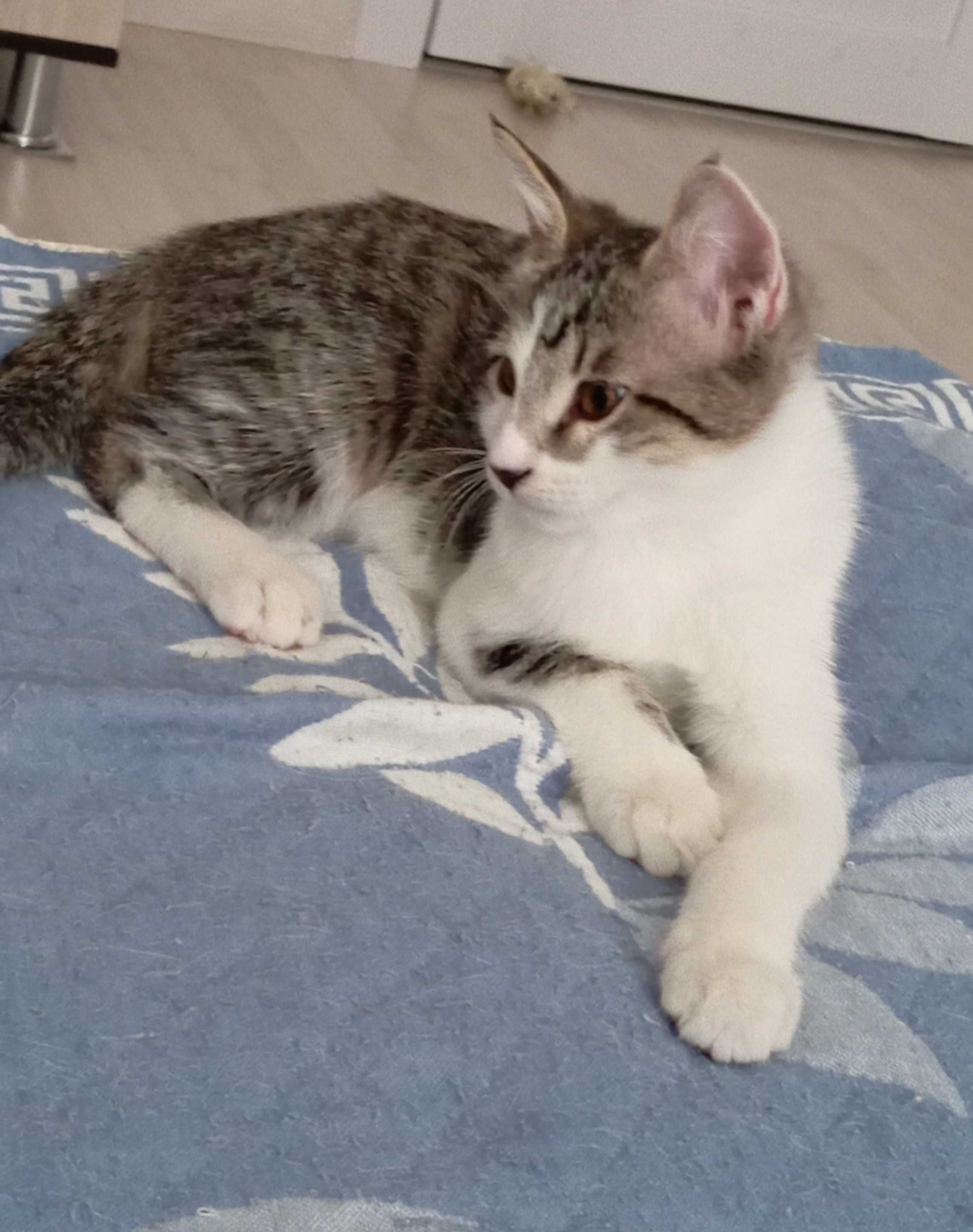 Charismatic Kitten, 3,5 мес., 
активный, игривый, лоток +.