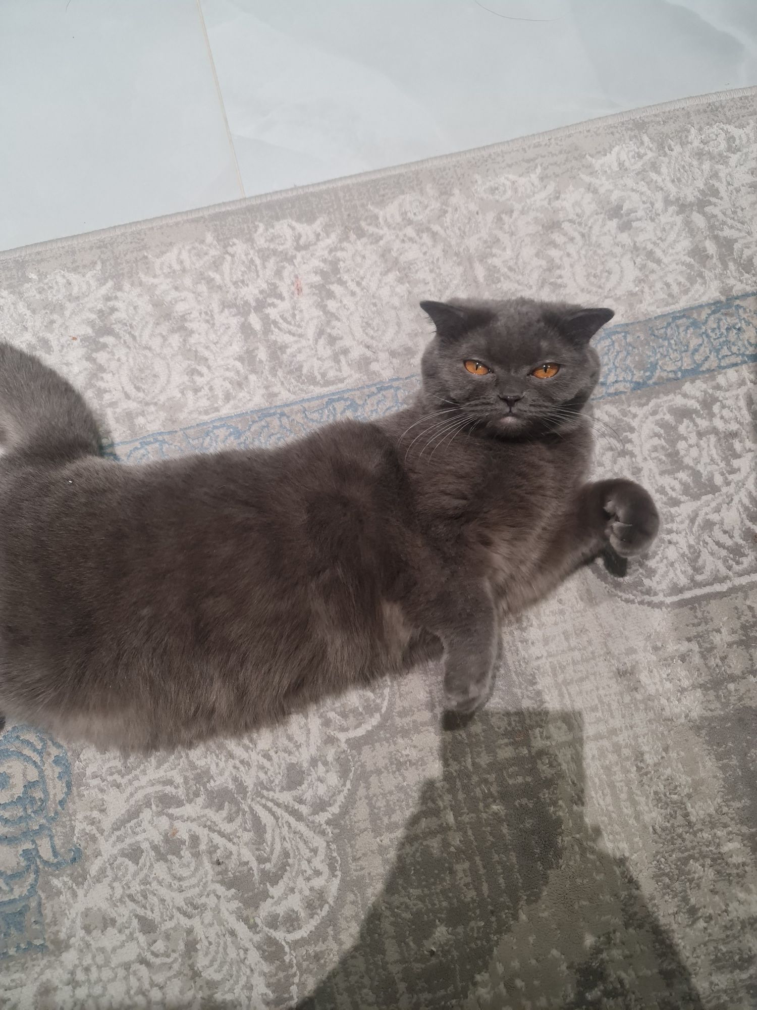Скоттиш-страйт Шотланская прямоухая кошка,