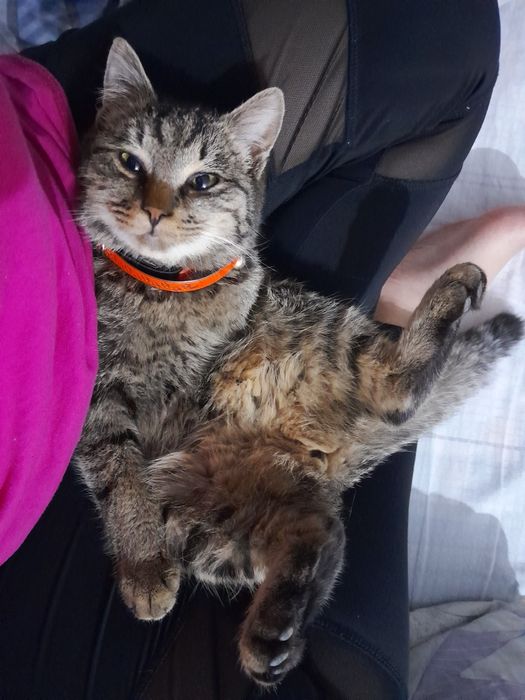 Пропала кошечка по кличке Мия ,в районе Жалпактобе-Солнечная Прошу вер