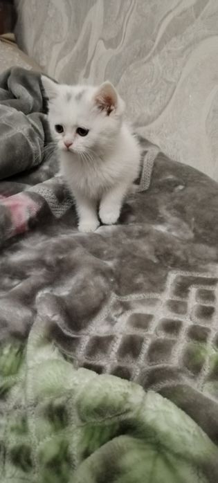 Продаются котята скотиш фолд и страйд