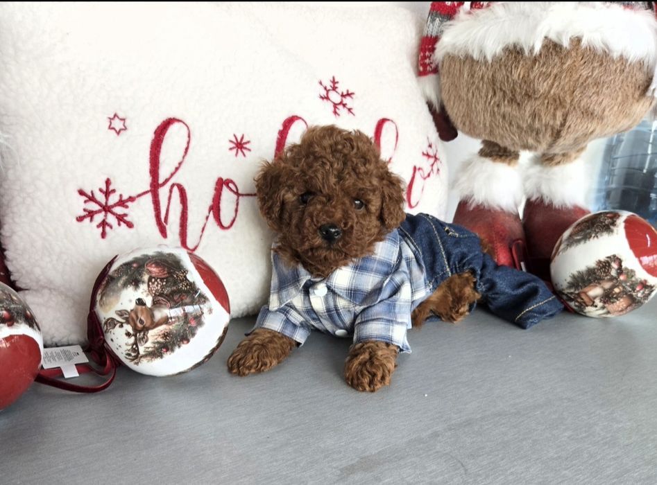 Пудел той Poodle toy / пудел тийкъп с родословие