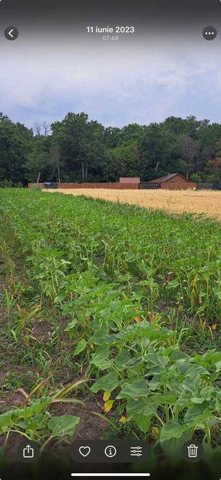 Calugareni, TEREN INTRAVILAN 1000 MP deschidere  2 laturi langa padure
