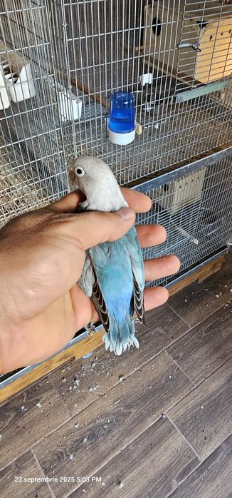 Pui Agapornis Fischeri