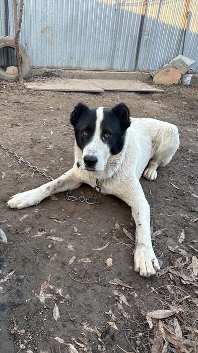 Продам мощного охранника алабая