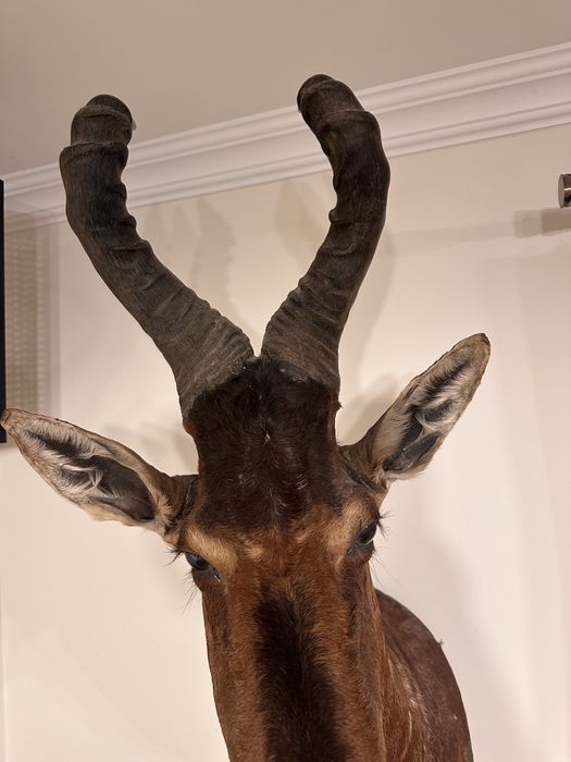 Trofeu antilopa kongoni