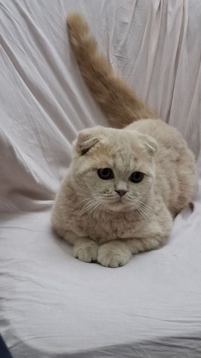 Продаётся Скотиш Фолд +лоток+расческа