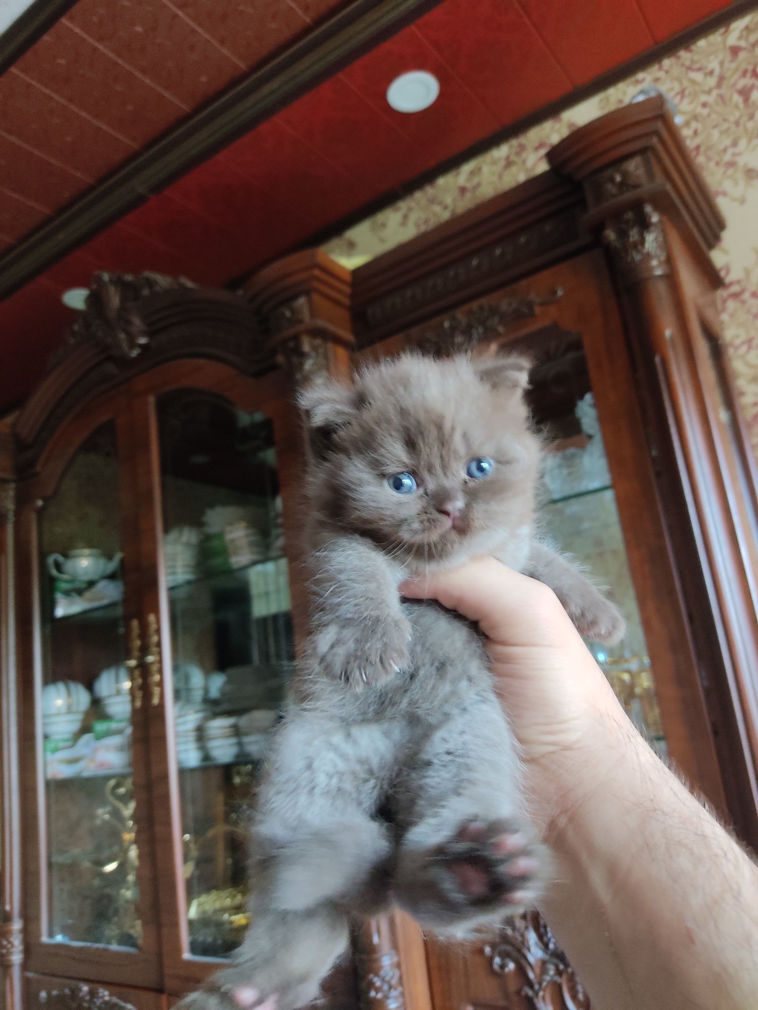 Британский мушукчалар сотилади
