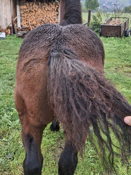 Vând mânză de 6 luni
