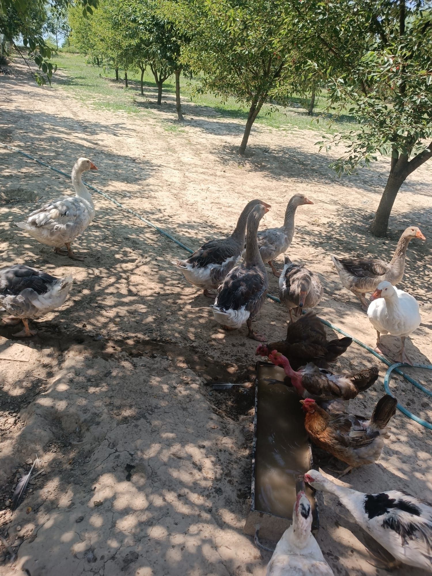 Vând gâște tinere(de anul trecut)