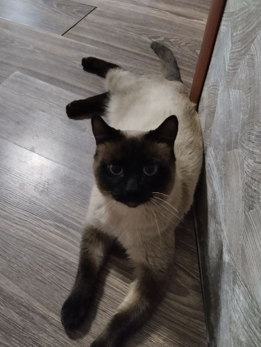 Кот в добрые руки