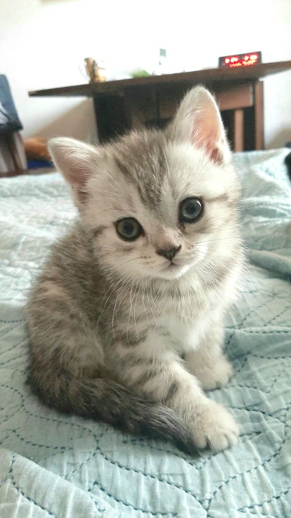 Шотландские котята