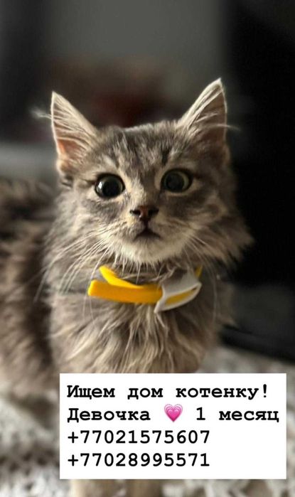 Отдам котёнка 1 месяц в добрые руки