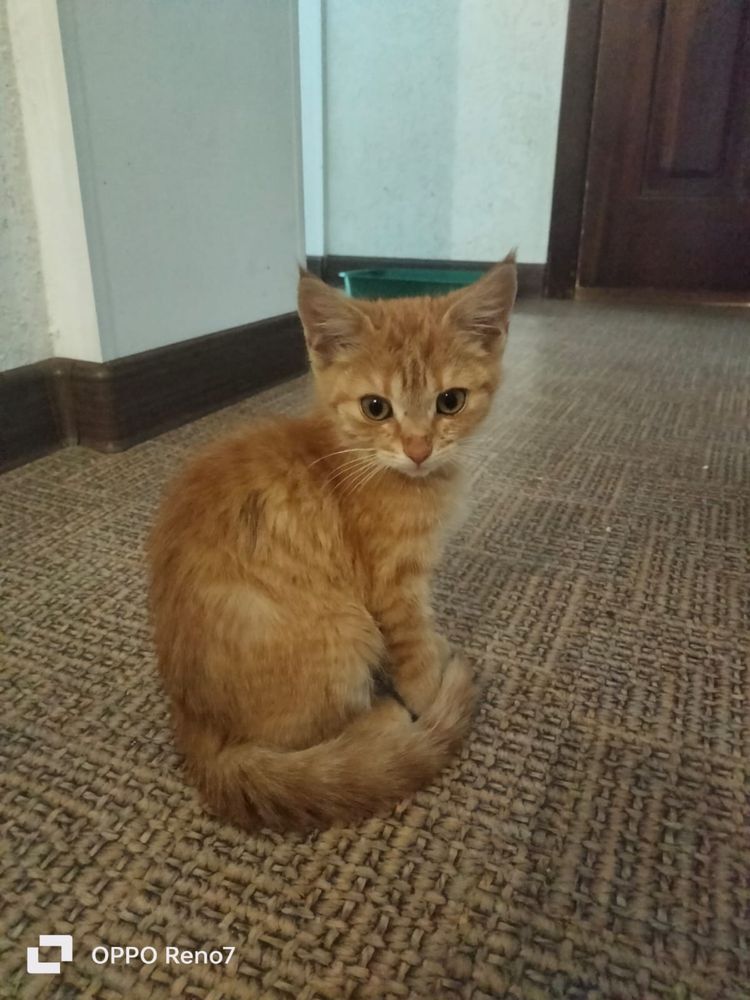 Милые Котята срочно ищут дом