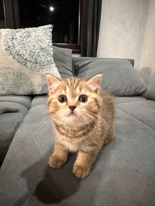 Британски котета