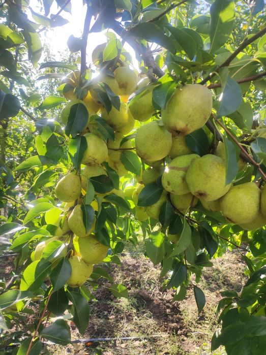 Vând Mere și Pere din plantația proprie