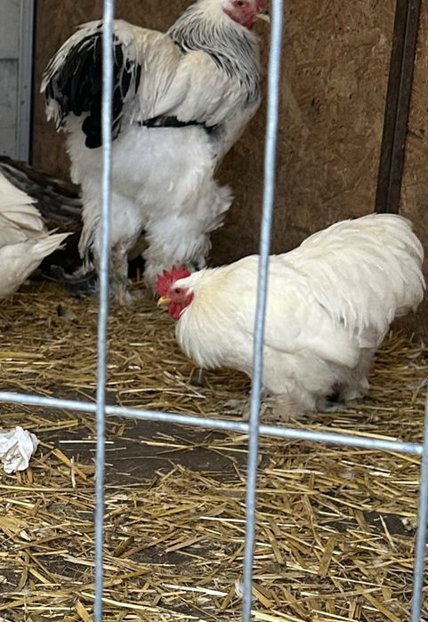 Vand sau schimb 2 cocosei cochinchina pitic