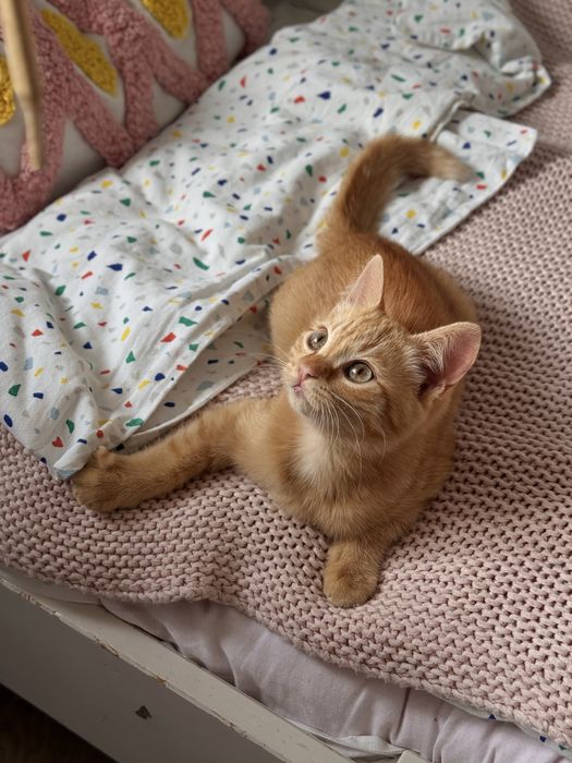 кошечка в добрые руки