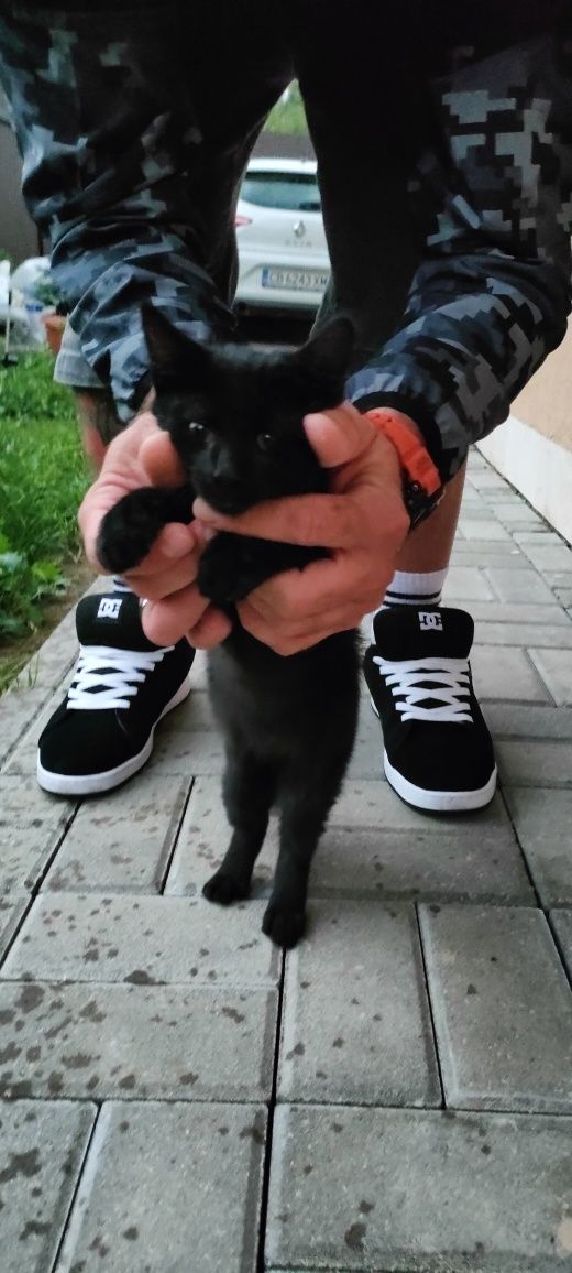 Подарявам мъжко коте