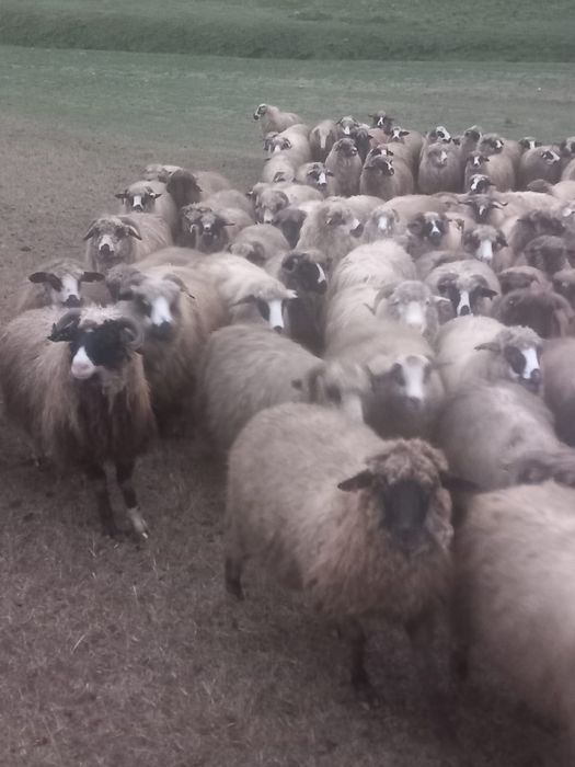 170berbecuti +oi reforme