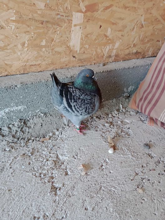 King porumbei  diverse culori