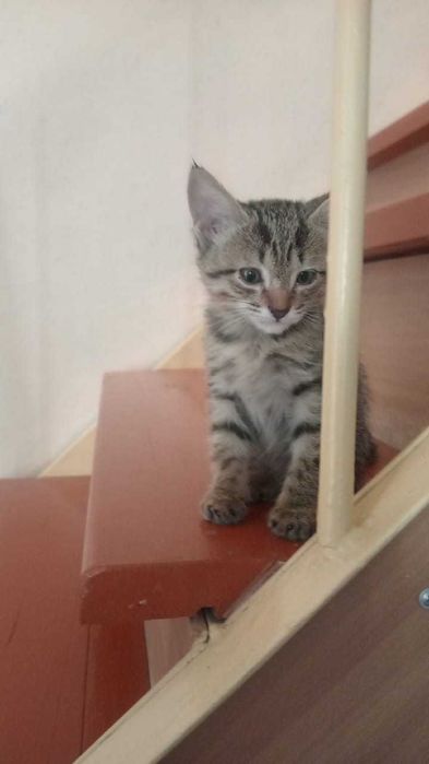Чудесный  котёнок МАЛЬЧИК  2 месяца