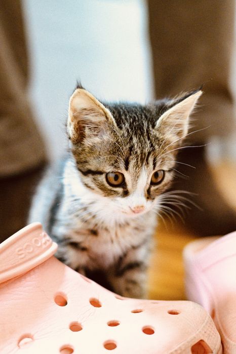 Отдам котенка, девочка 2 мес, окрас Табби