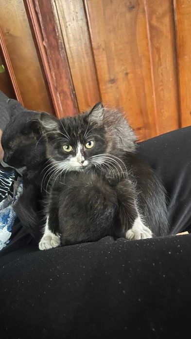 Отдам котёнка в добрые руки
