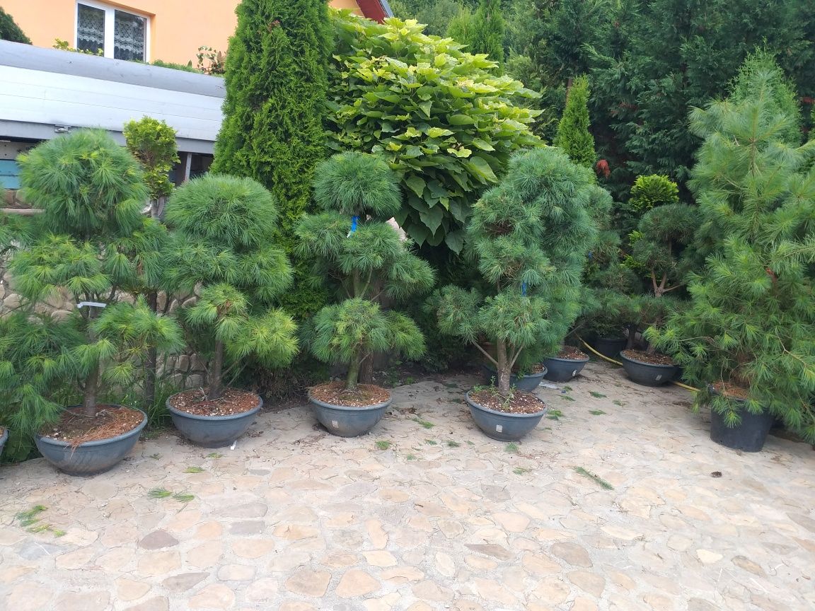 Plante  ieftine conifere  si foiosi copacii