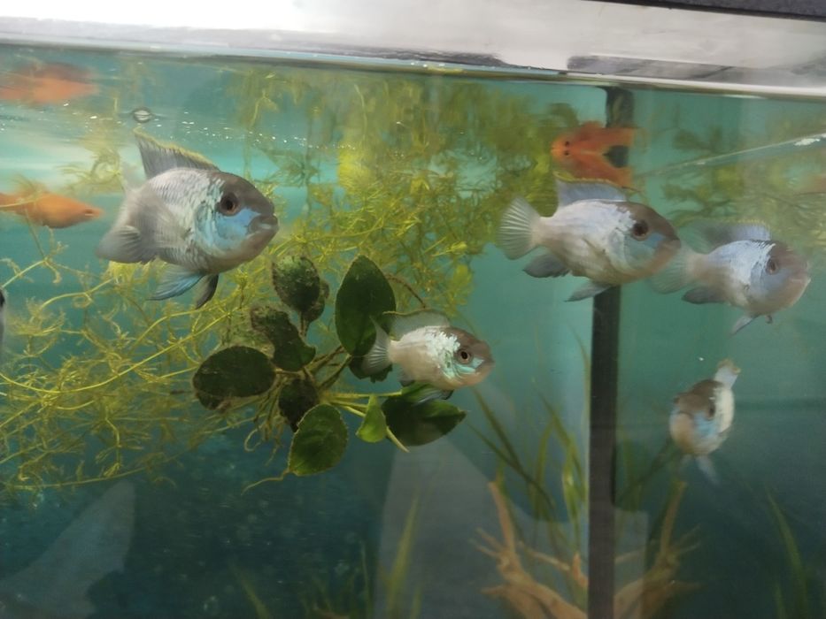 Продам аквариумных рыб нанокара