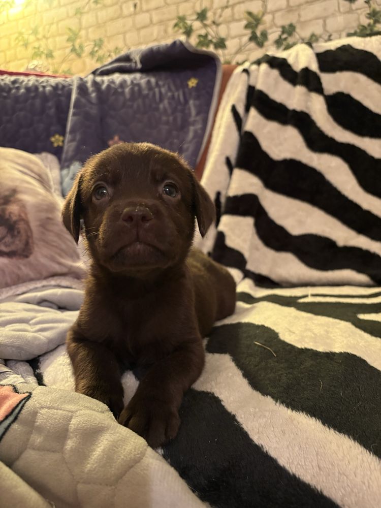 Femela labrador ciocolatiu cu pedigree