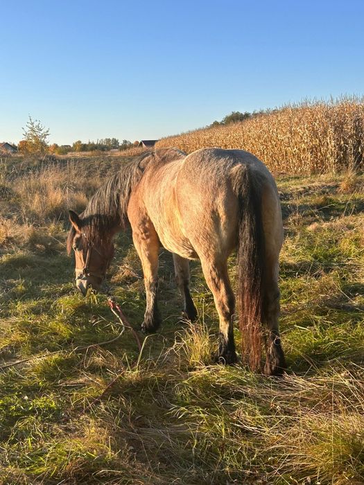 Vând mânză de 5 luni jumate