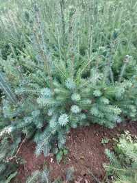 Pachet 50 buc. puieti molid argintiu sarbesc- Picea omorika 4 ani