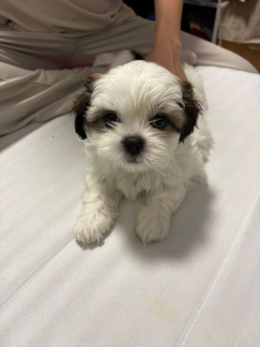 Shit tzu 7 saptamani mini toy