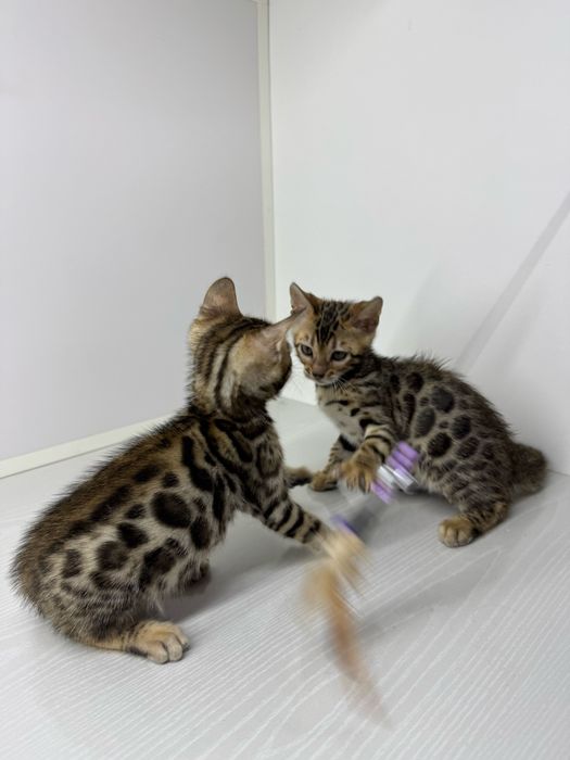 Бенгальская кошка