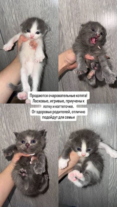 Продаются очаровательные вислоухие котята!